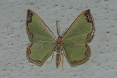 Zamarada eogenaria cosmiaria