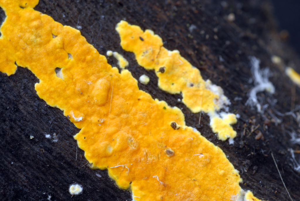 Trichoderma aurantioeffusum