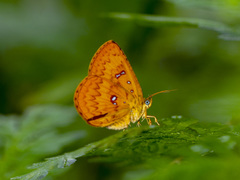 Tetragonus lycaenoides
