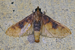 Pachynoa sabelialis