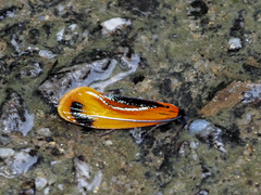 Coryptilum klugii