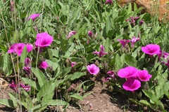Ipomoea oblongata