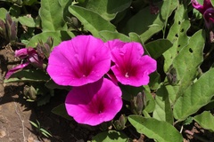 Ipomoea oblongata