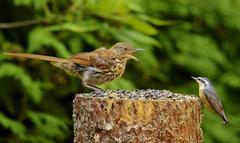 Brown Thrasher photo 3
