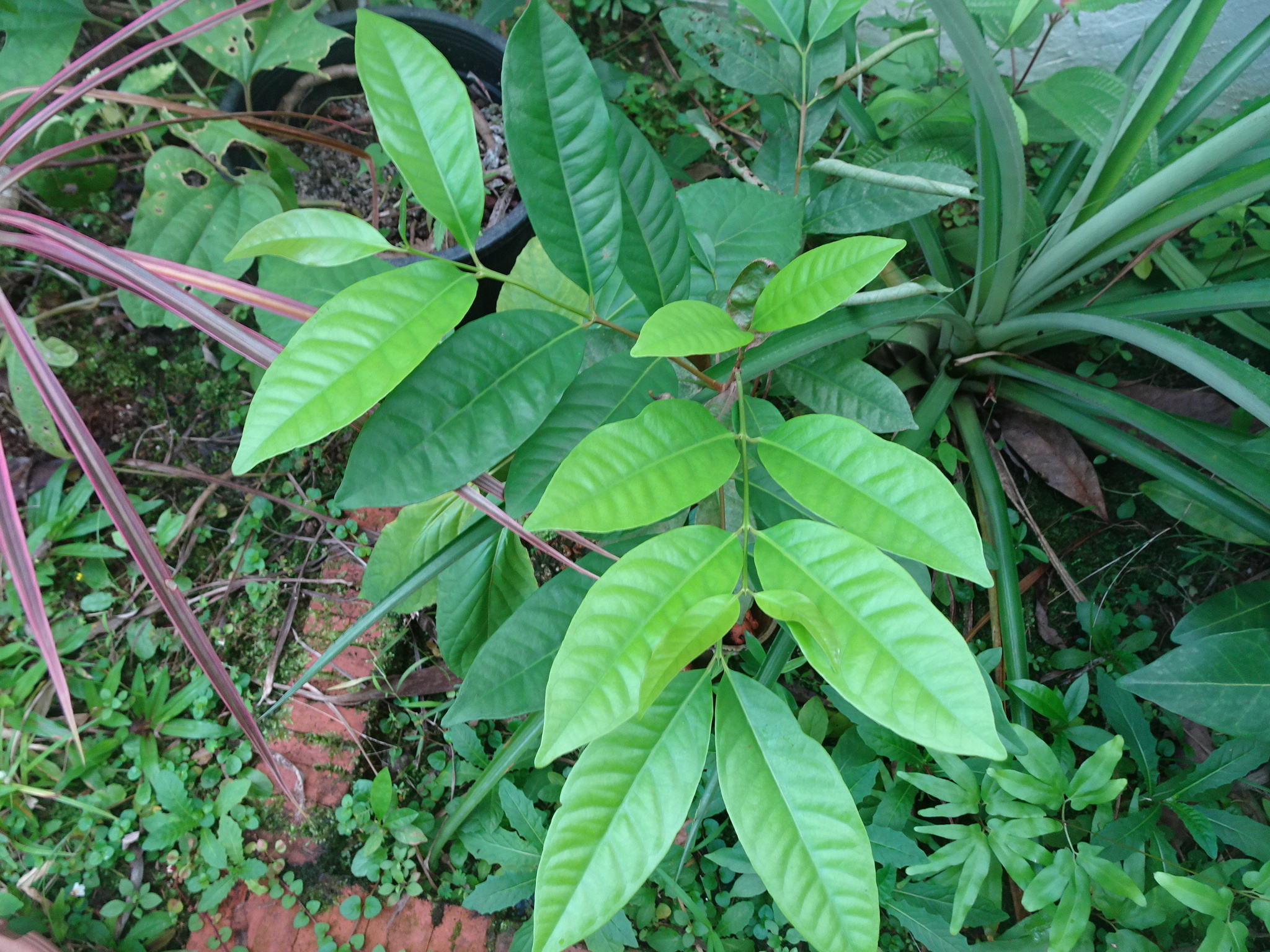 Syzygium polyanthum (Wight) Walp.