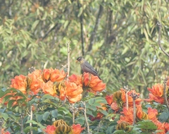 Turdus simillimus