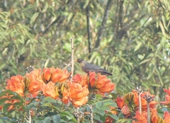 Turdus simillimus
