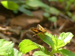 Oriens goloides
