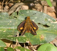 Oriens goloides