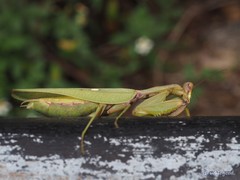 Hierodula patellifera