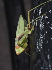 Hierodula patellifera