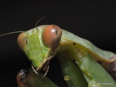 Hierodula patellifera