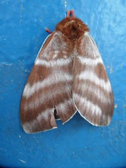 Dirphia somoccidentalis