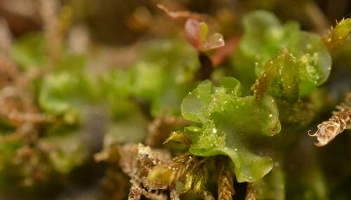 Moerckia flotoviana