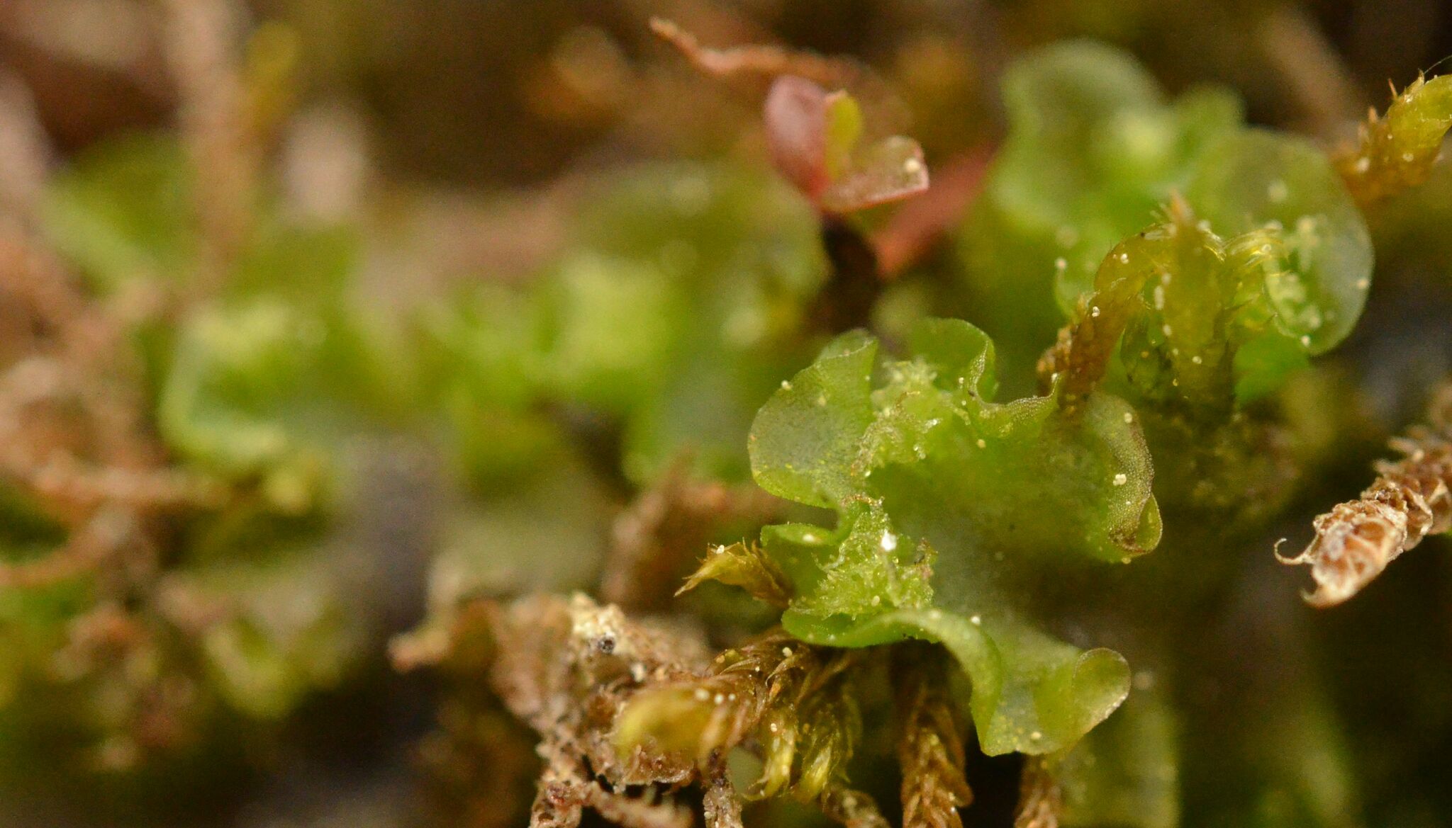 Moerckia flotoviana