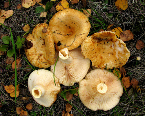 Lactarius citriolens image