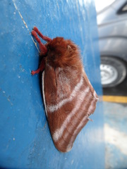 Dirphia somoccidentalis