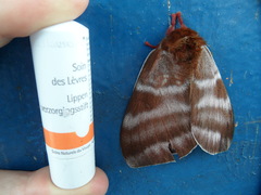 Dirphia somoccidentalis