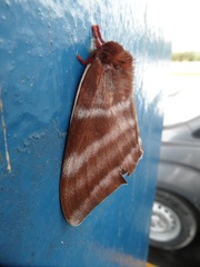 Dirphia somoccidentalis