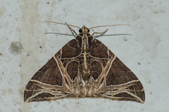 Ecliptopera rectilinea