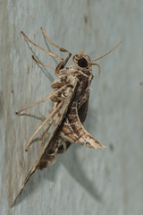 Ecliptopera rectilinea