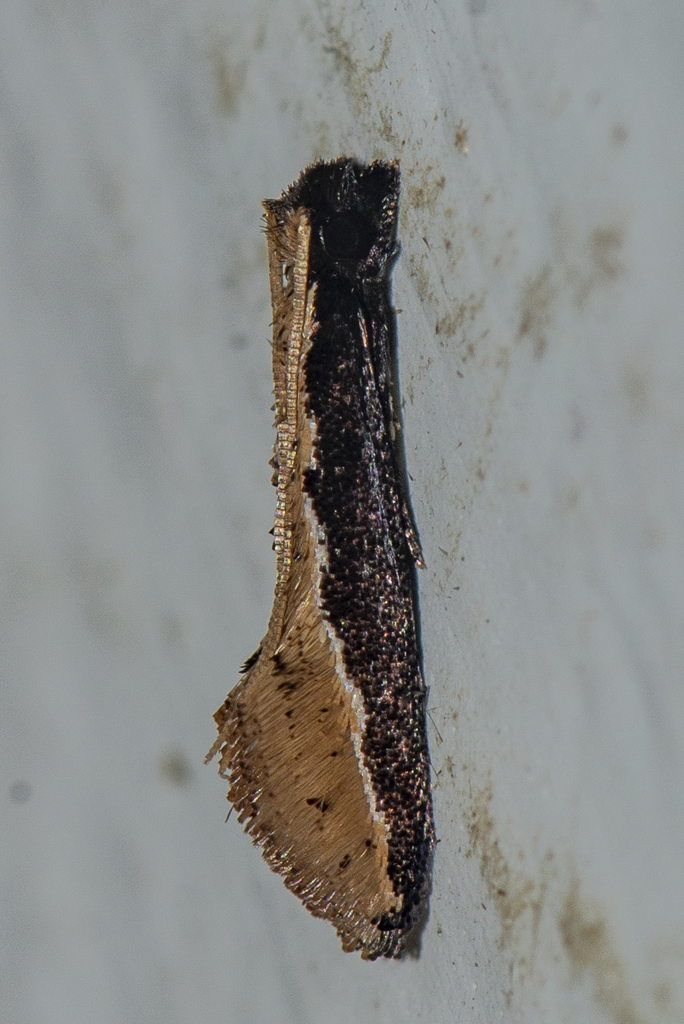 Pyloetis mimosae