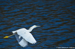 Egretta thula