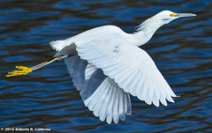 Egretta thula