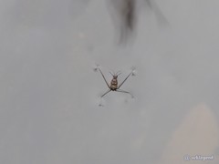 Metrocoris lituratus