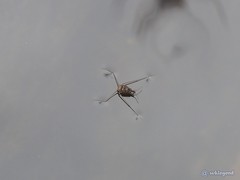 Metrocoris lituratus