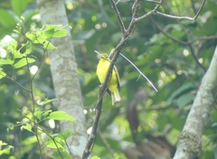 Iole indica