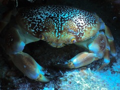 Carpilius corallinus