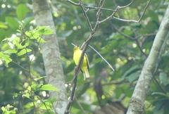 Iole indica