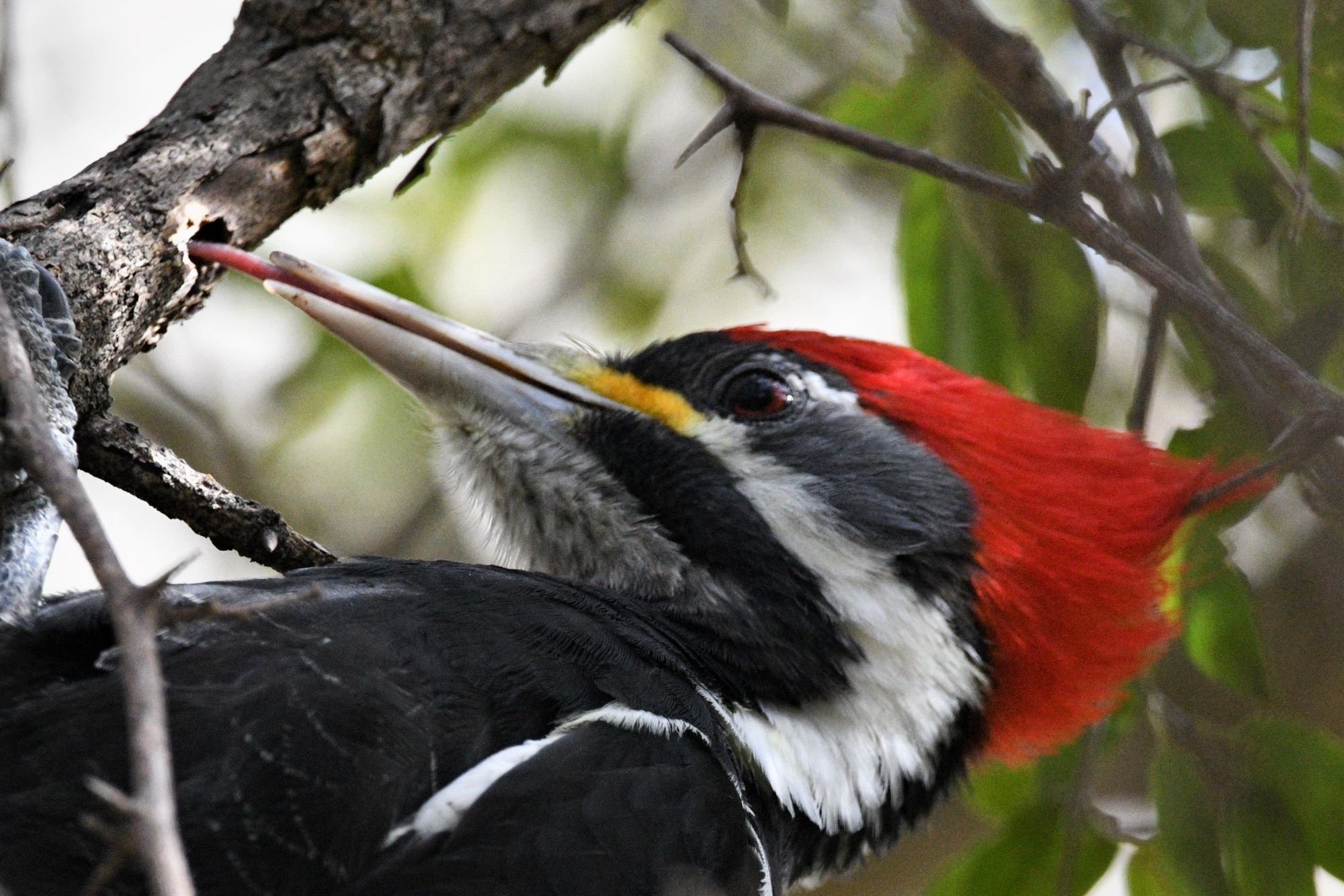 Black-bodied Woodpecker (Dryocopus schulzii), photo 9