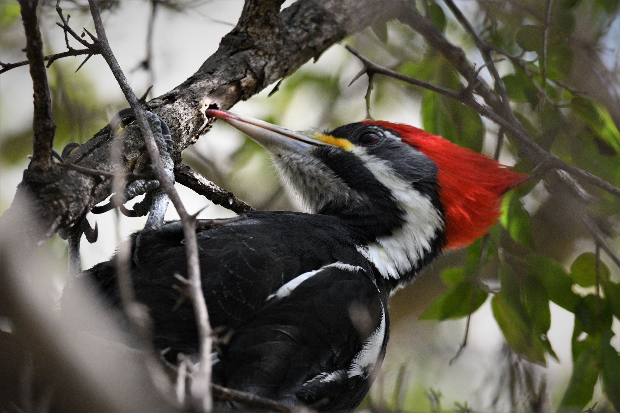 Black-bodied Woodpecker (Dryocopus schulzii), photo 10