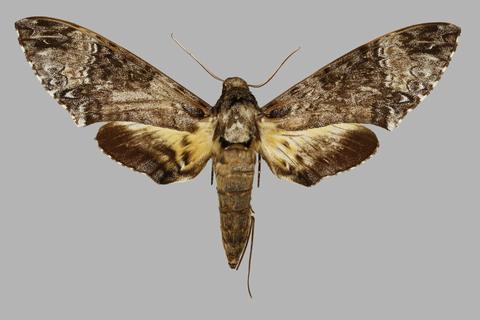 Coelonia solani