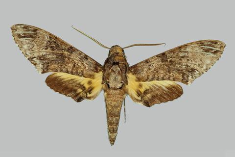 Coelonia solani