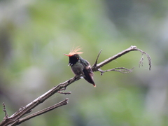 Lophornis delattrei image