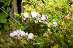 Chamaecytisus purpureus