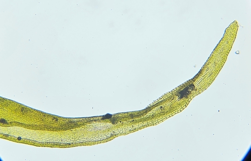 Image of Racomitrium fasciculare by (c) Helen Waterman, some rights reserved (CC BY)