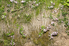 Chamaecytisus purpureus