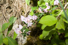 Chamaecytisus purpureus