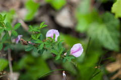 Chamaecytisus purpureus