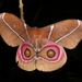 Suraka Silk Moth - Photo (c) Frank Vassen, some rights reserved (CC BY)