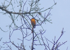 Pericrocotus flammeus