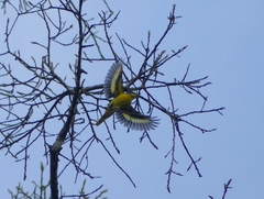 Pericrocotus flammeus