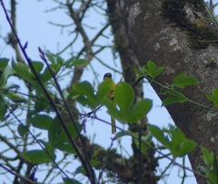 Pericrocotus flammeus