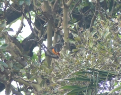 Pericrocotus flammeus