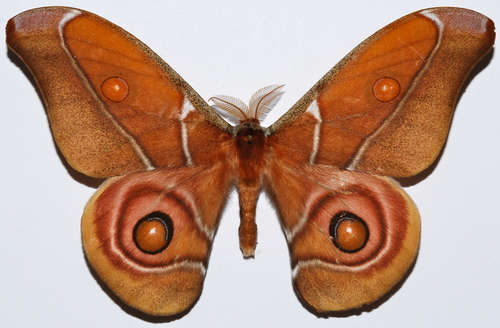 Suraka Silk Moth