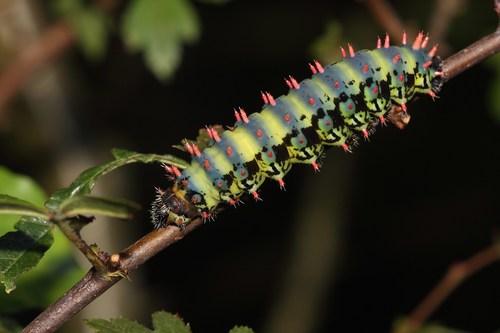 Suraka Silk Moth